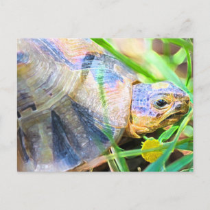 Niedliches Angulate Tortoise Südafrika Details Postkarte