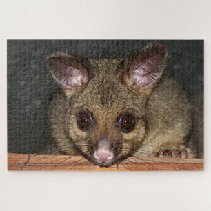 Niedliches australisches Posum