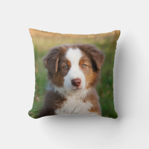 Niedliches australisches Shepherd Dog Puppy Foto P Kissen