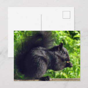 Niedliches Baby Black Eichhörnchen essen Samen Nat Postkarte