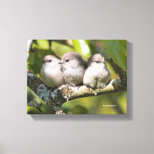 Niedliches Baby Bushtit Songbird im Birnbaum Leinwanddruck