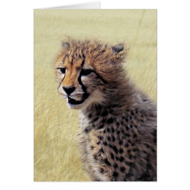 Niedliches Baby Cheetah Cub (Vorne)