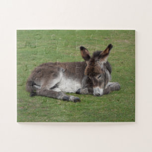 Niedliches Baby Donkey Fohlensleeping