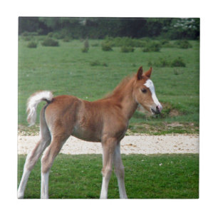 Niedliches Baby Foal Destinable Geschenke Springti Fliese