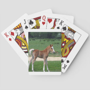 Niedliches Baby Foal Destinable Geschenke Springti Spielkarten