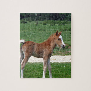 Niedliches Baby-Fohlen-Schicksals-Geschenk-Frühjah