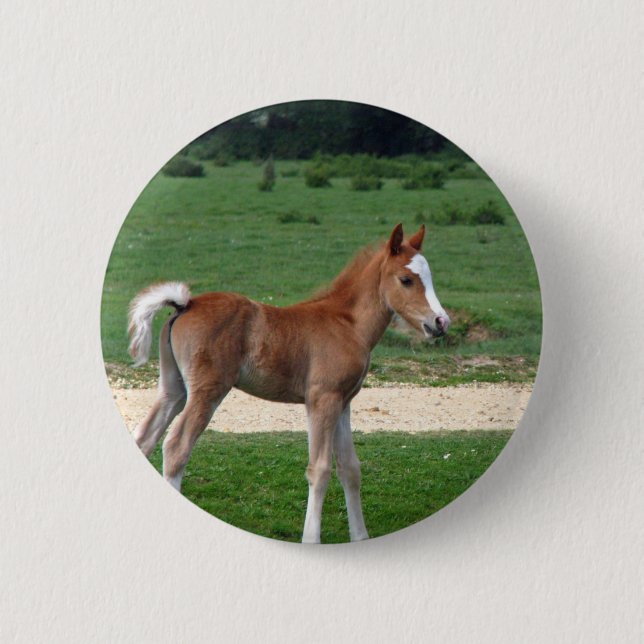 Niedliches Baby-Fohlen-Schicksals-Geschenk-Frühjah Button (Vorderseite)