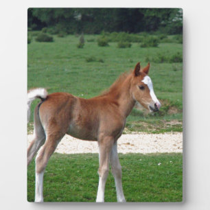 Niedliches Baby-Fohlen-Schicksals-Geschenk-Frühjah Fotoplatte
