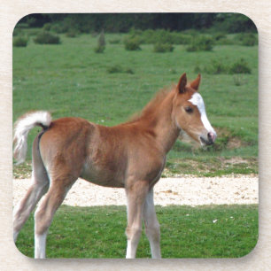 Niedliches Baby-Fohlen-Schicksals-Geschenk-Frühjah Untersetzer