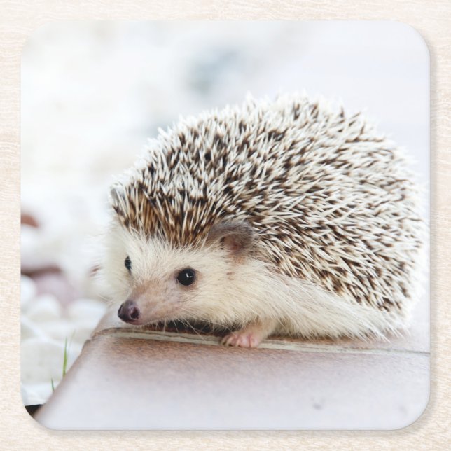 Niedliches Baby-Igel Tier Rechteckiger Pappuntersetzer (Vorderseite)