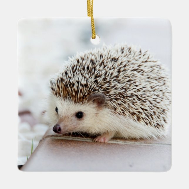 Niedliches Baby-Igels-Tier Keramikornament (Vorderseite)