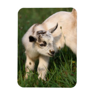 Niedliches Baby Magnet