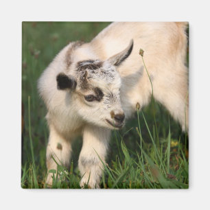 Niedliches Baby Magnet