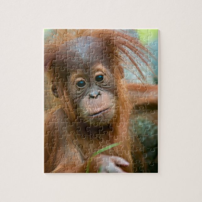 Niedliches Baby Orangutan mit Blick nach vorne (Vertikal)