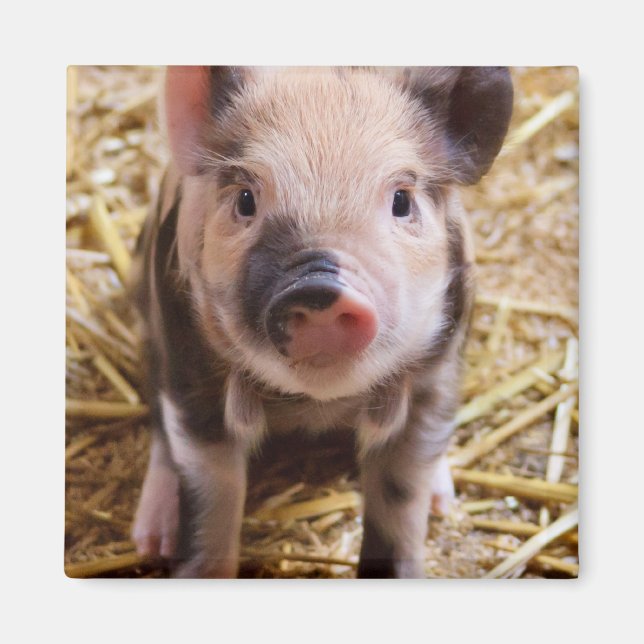 Niedliches Baby Piglet Farm Animals Barnyard Babys Magnet (Vorne)