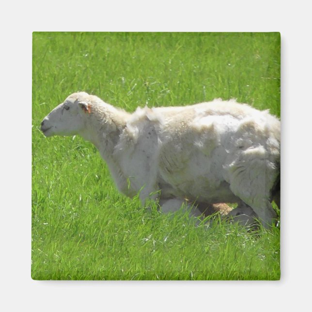 Niedliches Baby Sheep Nursing Fotomagnet Magnet (Vorne)