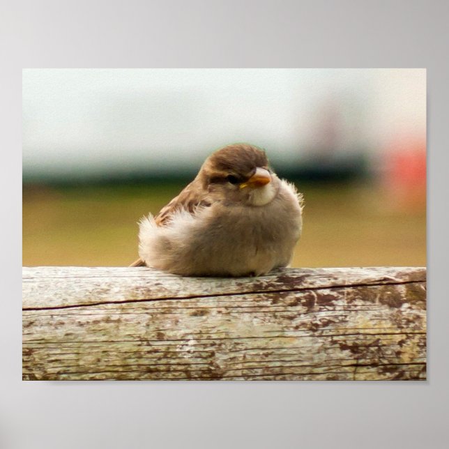 Niedliches Baby Sparrow Bird-Foto Poster (Vorne)
