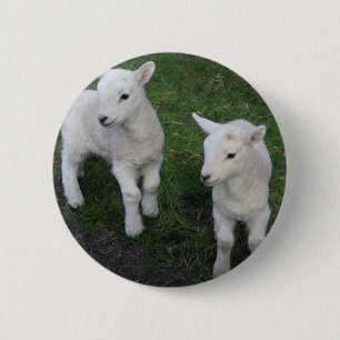 Niedliches Bauernhof-Ranch-Baby paart Schaf-Lamm Button
