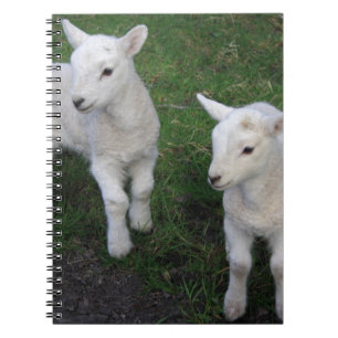 Niedliches Bauernhof-Ranch-Baby paart Schaf-Lamm Notizblock