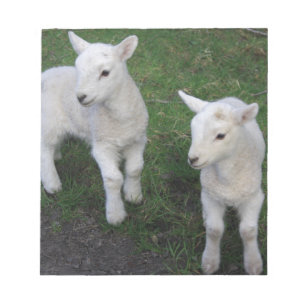 Niedliches Bauernhof-Ranch-Baby paart Schaf-Lamm Notizblock