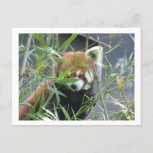 Niedliches Beobachten der roten Panda-DIY-Postkart Postkarte