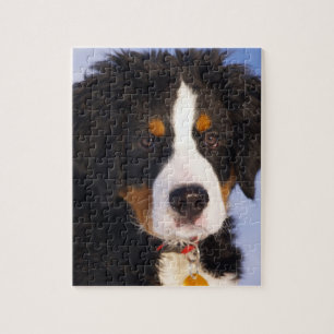 Niedliches Bernese Gebirgshundewelpen-Bild