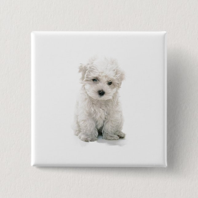 Niedliches Bichon Frise quadratisches Button (Vorderseite)