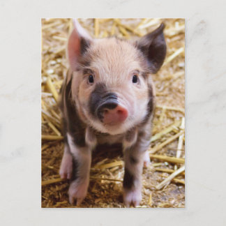 Niedliches Bild eines Säuglings Postkarte