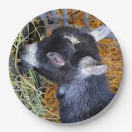 Niedliches Black Baby Goat Eating Hay Foto Pappteller