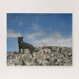 Niedliches Black Dog Mutt Labrador Shephered Pictu