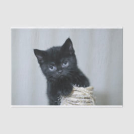 Niedliches Black Kitten Twine Foto Seidenpapier