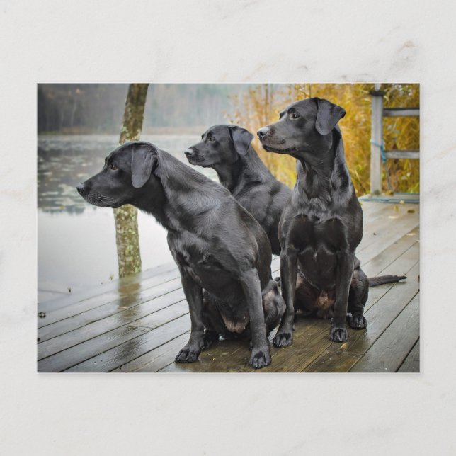 Niedliches Black Lab Dock-Foto Postkarte (Vorderseite)