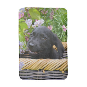 Niedliches Black Labrador Retriever Doppy Pet Foto Badematte