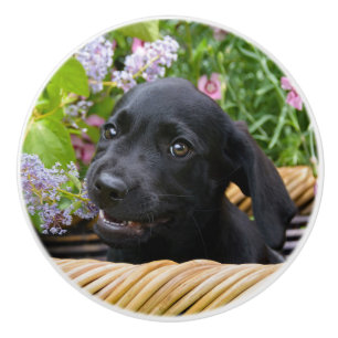 Niedliches Black Labrador Retriever Doppy Pet Foto Keramikknauf