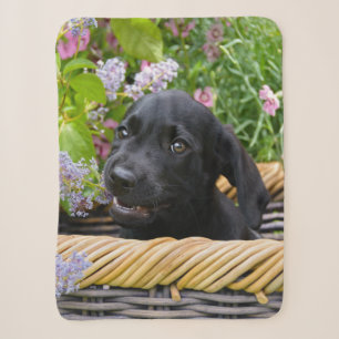 Niedliches Black Labrador Retriever Doppy Pet Foto Sherpadecke