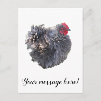 Niedliches Blue Frizzle Cochin Bantam Rooster-Hühn Postkarte