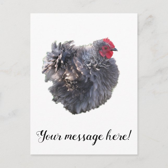 Niedliches Blue Frizzle Cochin Bantam Rooster-Hühn Postkarte (Vorderseite)