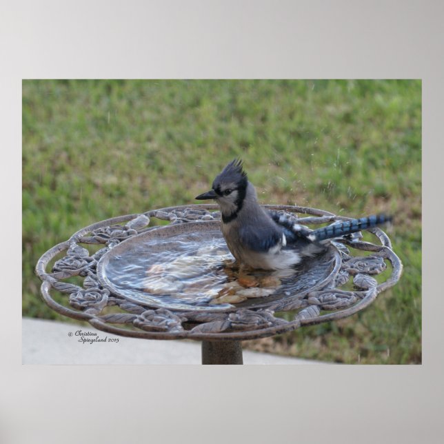Niedliches Blue Jay Bird Baden Spiegeland Poster (Vorne)