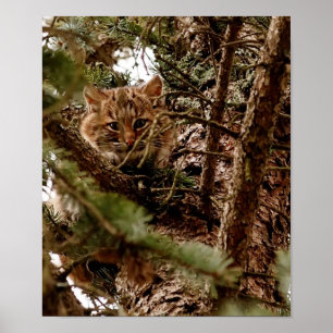 Niedliches Bobcat-Kätzchen in einem Baum-Plakat Poster