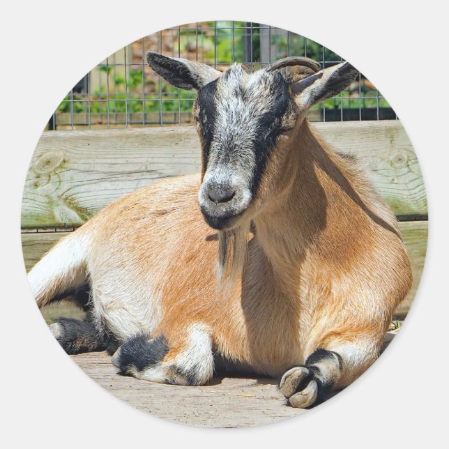 Niedliches Braunziegenschläfer-Foto Runder Aufkleber (Vorderseite)