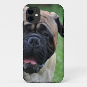 Niedliches Bullmastiff title_seo2