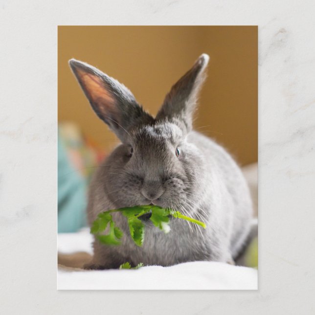 Niedliches Bunny Rabbit Eating Veggies Postkarte (Vorderseite)