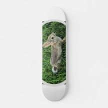 Niedliches Bunny Rabbit