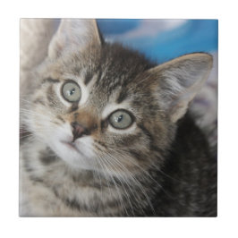 Niedliches Cat-Foto Fliese