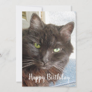 Niedliches Cat Foto Happy Birthday Flat Card