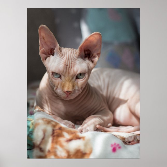 Niedliches Cat Lounges ohne Pelz Poster (Vorne)