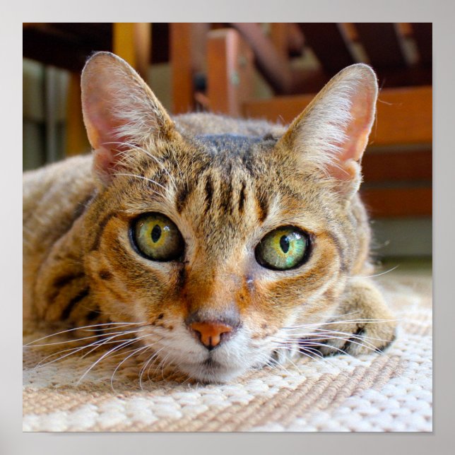 Niedliches Cat Nah-up kleines Poster (Vorne)