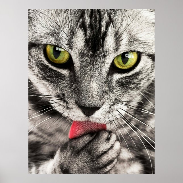 Niedliches Cat Portrait Poster (Vorne)
