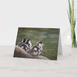 Niedliches Chicks Naturschutzgebiet Foto Karte