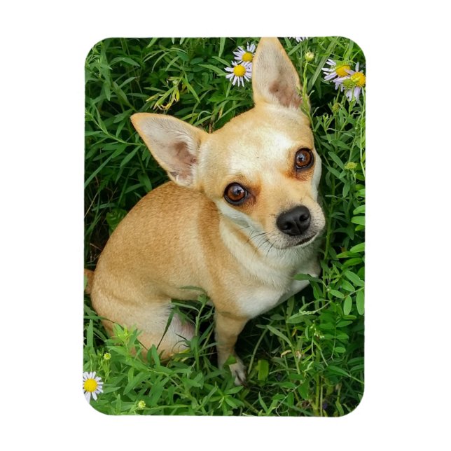 Niedliches Chihuahua auf der Graswiese Magnet (Vertikal)